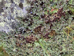 Vaccinium vitis-idaea