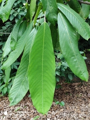 Bhesa indica
