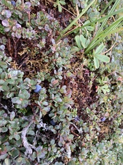 Vaccinium vitis-idaea