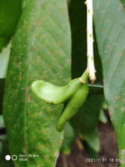 Bhesa indica