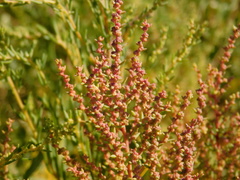 Suaeda confusa