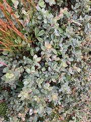 Vaccinium vitis-idaea