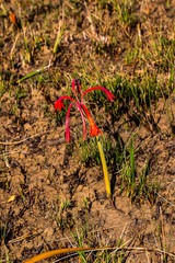 Cyrtanthus contractus