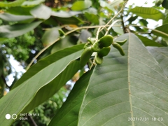 Bhesa indica