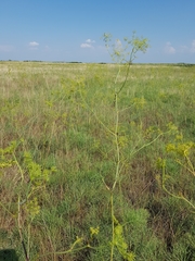 Peucedanum officinale