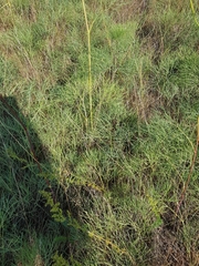 Peucedanum officinale