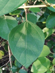 Gmelina elliptica