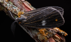 Dioptinae