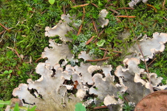 Peltigera leucophlebia