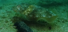 Sepia latimanus