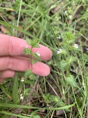 Euphrasia wettsteinii