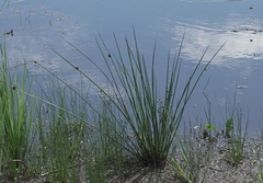 Juncus conglomeratus