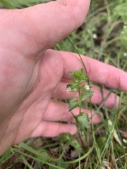 Euphrasia wettsteinii