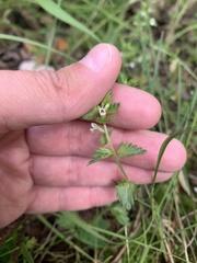 Euphrasia wettsteinii
