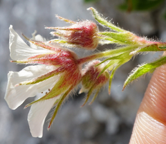 Potentilla clusiana