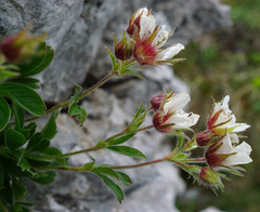 Potentilla clusiana