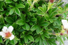 Potentilla clusiana