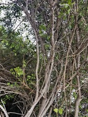 Ceroplastes rusci