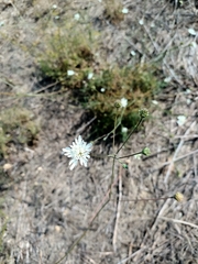 Pycnocomon rutifolium