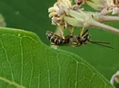Halictus confusus