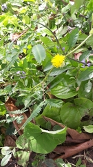 Neptunia oleracea