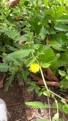 Neptunia oleracea
