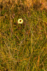 Hibiscus divaricatus