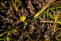 Hypoxis argentea