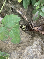 Paullinia pinnata