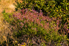 Syncolostemon rotundifolius