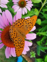 Argynnis paphia