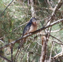 Cacomantis flabelliformis