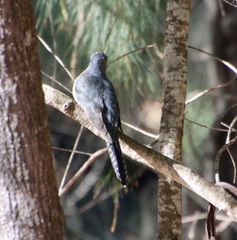 Cacomantis flabelliformis