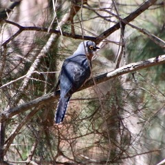 Cacomantis flabelliformis