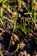 Tulbaghia acutiloba