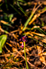 Tulbaghia acutiloba
