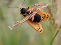 Setina aurita