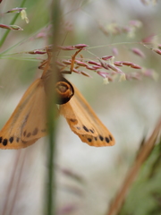 Setina aurita