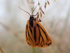 Setina aurita