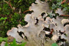 Peltigera leucophlebia