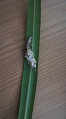 Lepidoptera