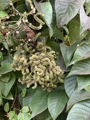 Heliotropium verdcourtii