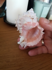 Phyllonotus erythrostomus