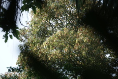 Koompassia malaccensis