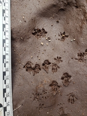 Sorex cinereus