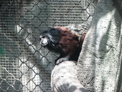 Saguinus fuscicollis