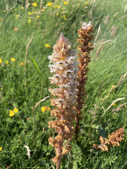 Orobanche picridis