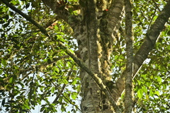 Lepidocolaptes affinis