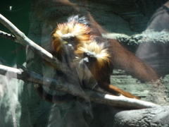 Leontopithecus chrysomelas