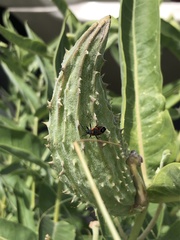 Lygaeus kalmii